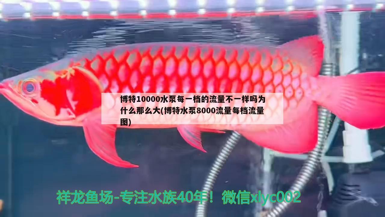 博特10000水泵每一檔的流量不一樣嗎為什么那么大(博特水泵8000流量每檔流量圖) 博特10000水泵每一檔的流量不一樣嗎為什么那么大(博特水泵8000流量每檔流量圖) 博特水族