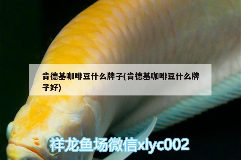 肯德基咖啡豆什么牌子(肯德基咖啡豆什么牌子好) 肯德基咖啡豆什么牌子(肯德基咖啡豆什么牌子好) 馬來西亞咖啡