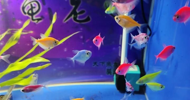 60厘米魚缸養多少魚合適？：60厘米的魚缸適合養殖1-2條體長在20-30厘米左右的中型魚