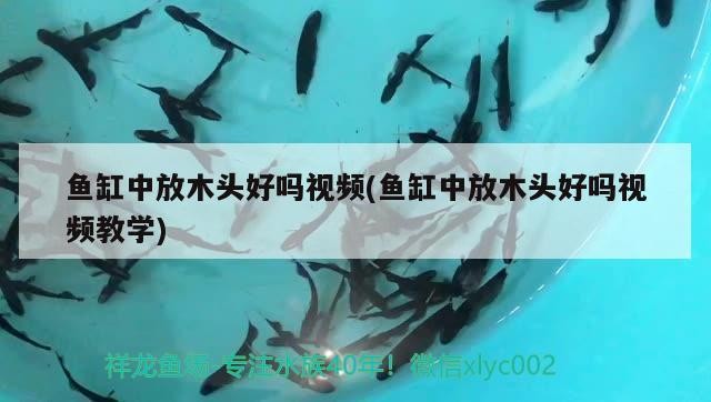 魚缸中放木頭好嗎視頻(魚缸中放木頭好嗎視頻教學) 魚缸中放木頭好嗎視頻(魚缸中放木頭好嗎視頻教學) iwish愛唯希品牌魚缸