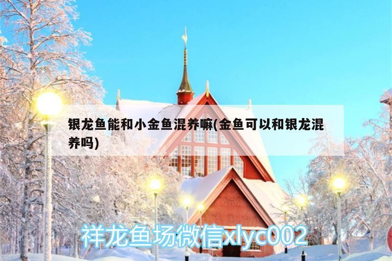 詳細閱讀:銀龍魚能和小金魚混養(yǎng)嘛(金魚可以和銀龍混養(yǎng)嗎) 銀龍魚能和小金魚混養(yǎng)嘛(金魚可以和銀龍混養(yǎng)嗎)