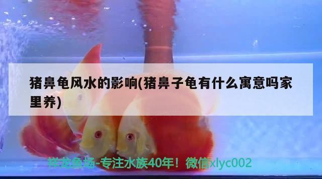 豬鼻龜風水的影響(豬鼻子龜有什么寓意嗎家里養(yǎng))