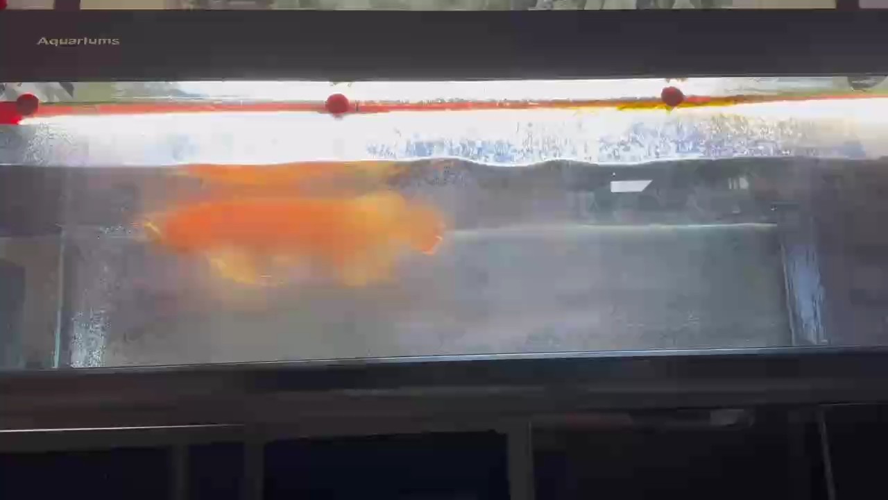 特殊萬吉 換水喂食隨拍 特殊萬吉 換水喂食隨拍 龍魚論壇