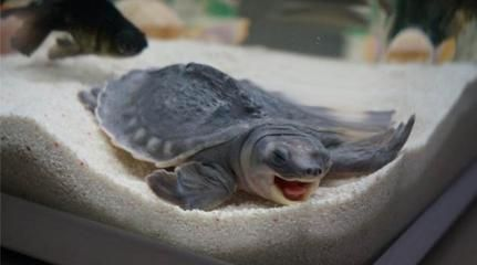 豬鼻龜飼養環境圖片高清：豬鼻龜是淡水龜還是海水龜