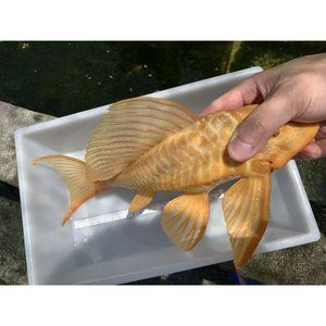 龍虎魟魚：龍虎魟魚是三種不同的觀賞魚的統稱