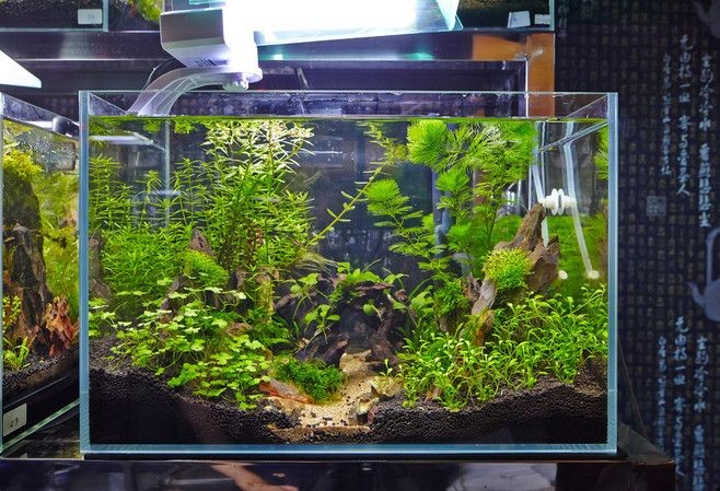 80的魚缸多少公斤水：如何計算魚缸多少升水