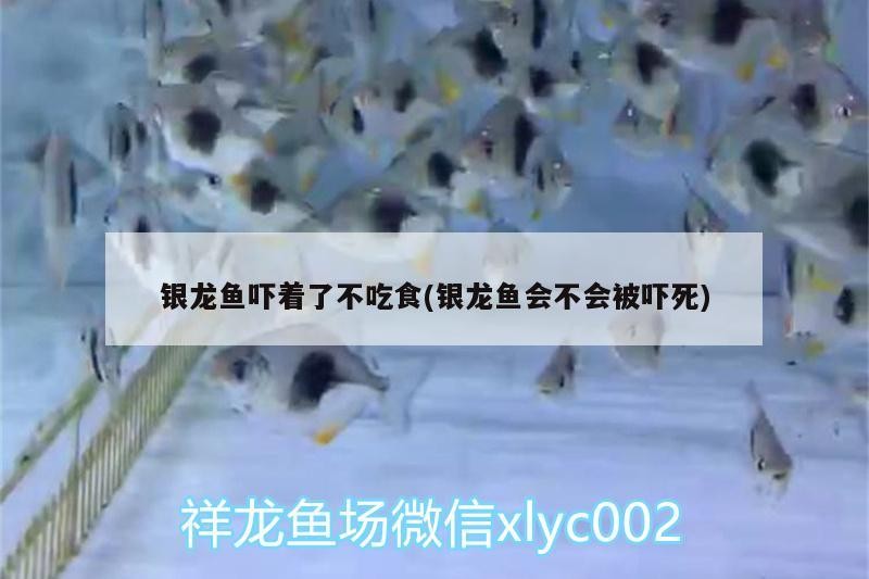 銀龍魚嚇著了不吃食(銀龍魚會不會被嚇死)