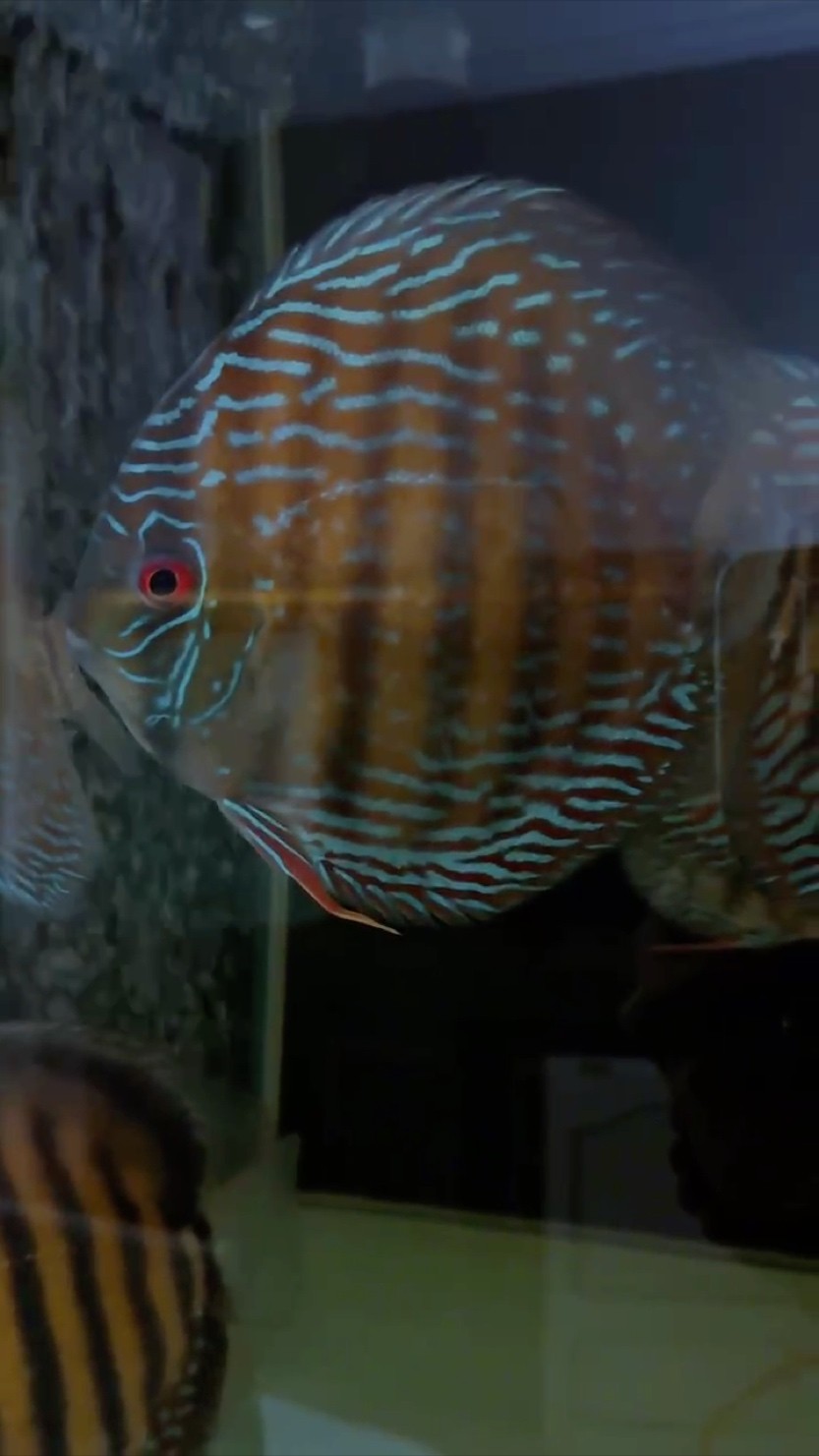 2024新季野彩 2024新季野彩 龍魚論壇