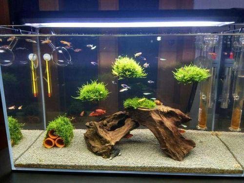 衡水魚缸制作廠家有哪些（衡水魚缸制作廠家有哪些地方）