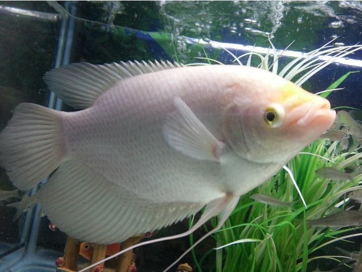 錦鯉養幾條最好最旺財？風水講究與科學養殖指南