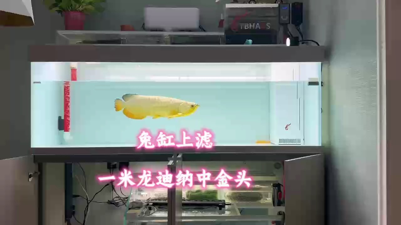 兔缸經典上濾?一米龍迪納中金頭
