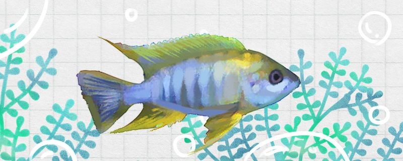 青海省東川工業園區漁途觀賞魚銷售店
