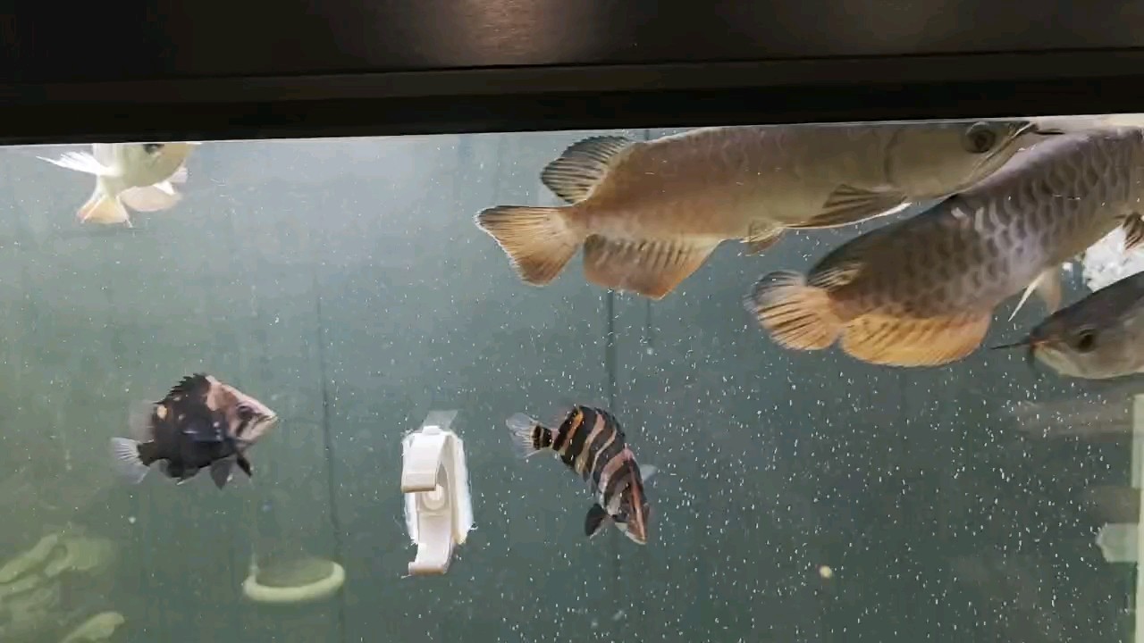歡蹦亂跳