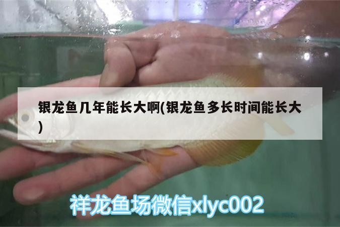 銀龍魚幾年能長大啊(銀龍魚多長時間能長大)