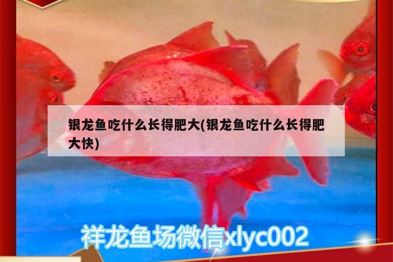 銀龍魚吃什么長(zhǎng)得肥大(銀龍魚吃什么長(zhǎng)得肥大快)