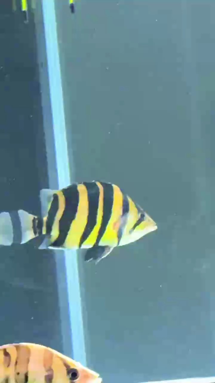 迷戀上虎魚了很奇怪