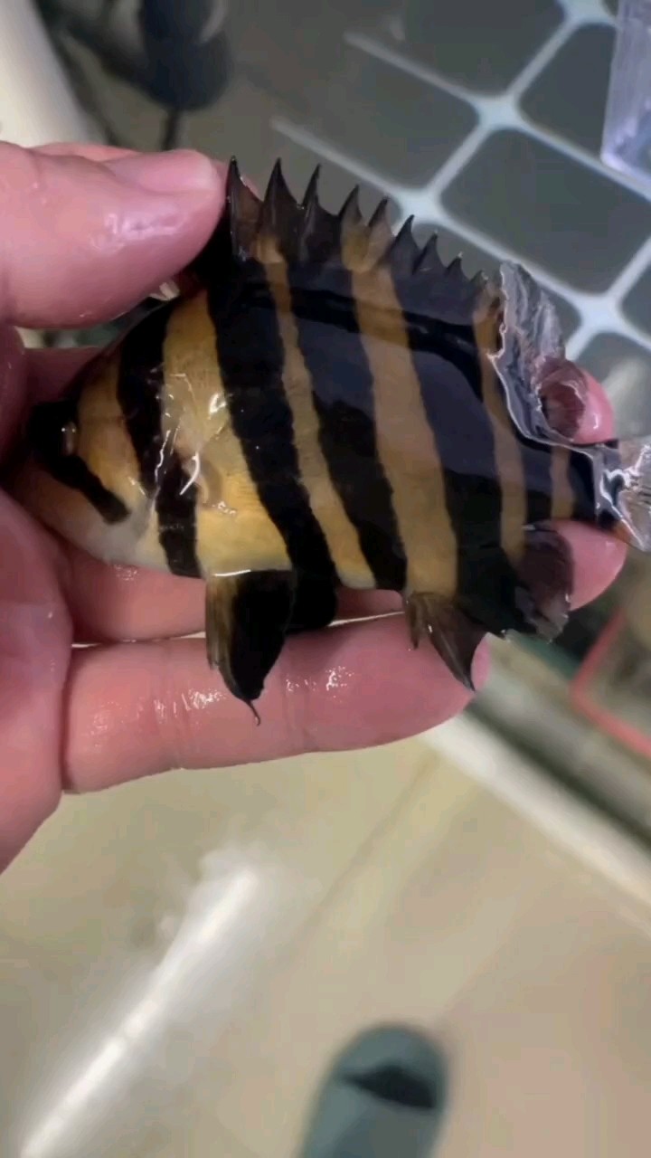 記錄幾條小虎九個月的變化