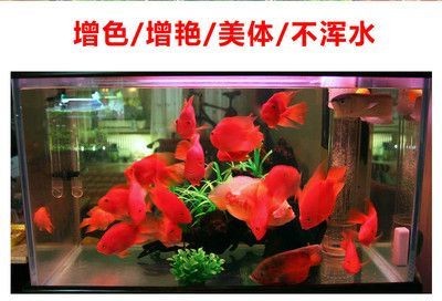 紅龍龍魚怎么喂養方法
