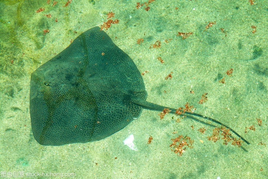 魟魚能撐死嗎：讓魚能夠撐死嗎？