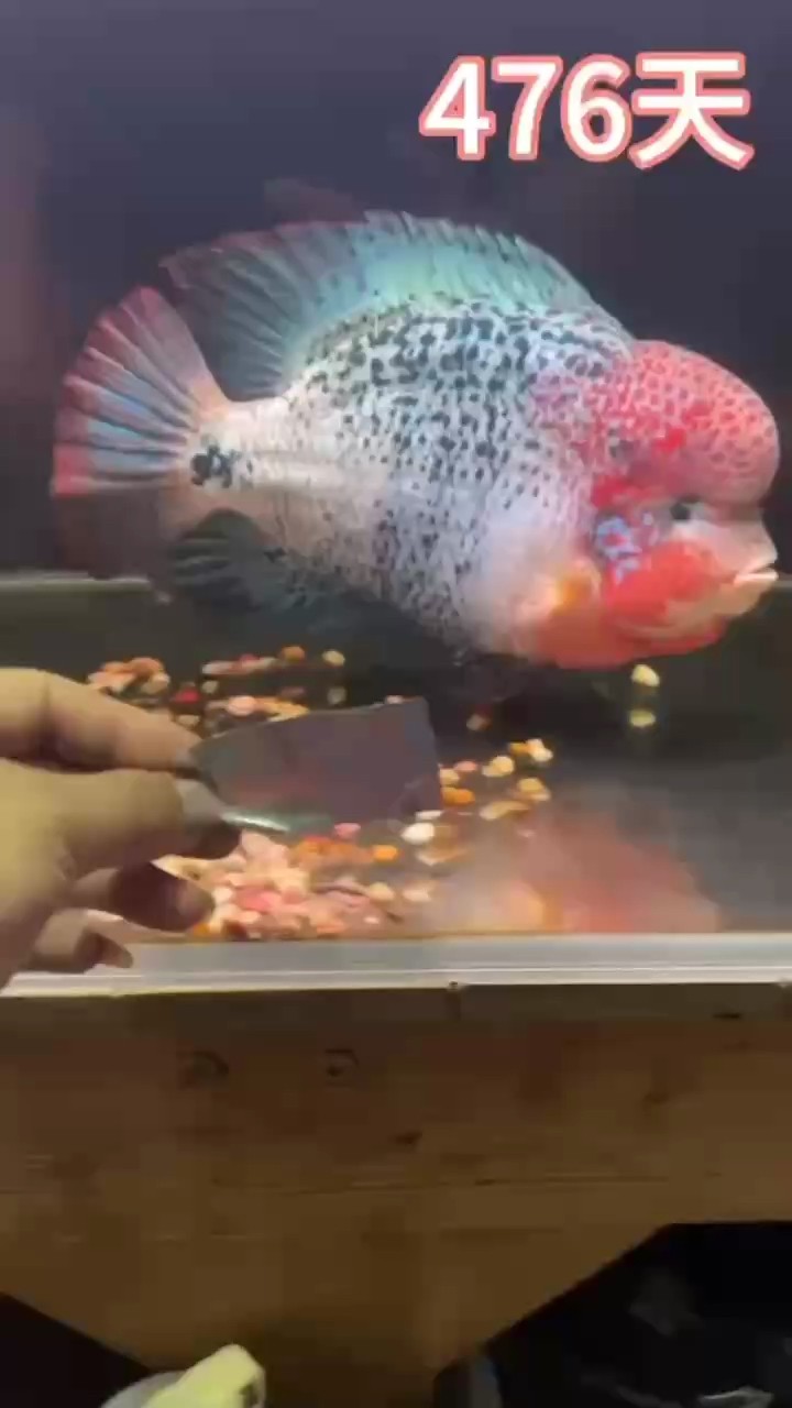 古典羅漢魚重血網紋淺交從小到大成長記錄整個變化過程

目前29-30公分