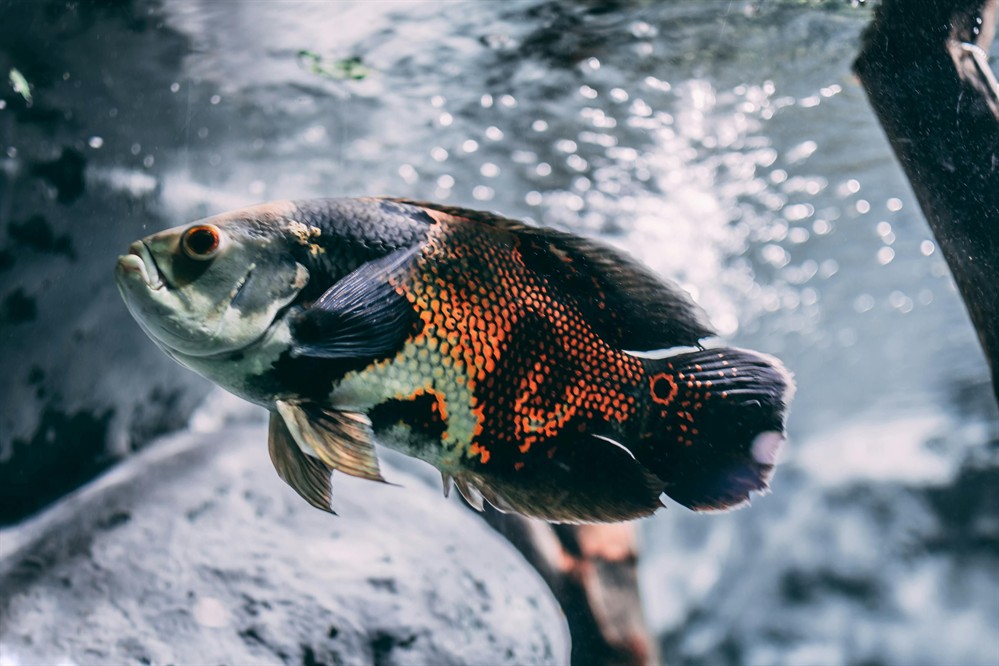 龍魚區分等級（ 龍魚品相怎么看）