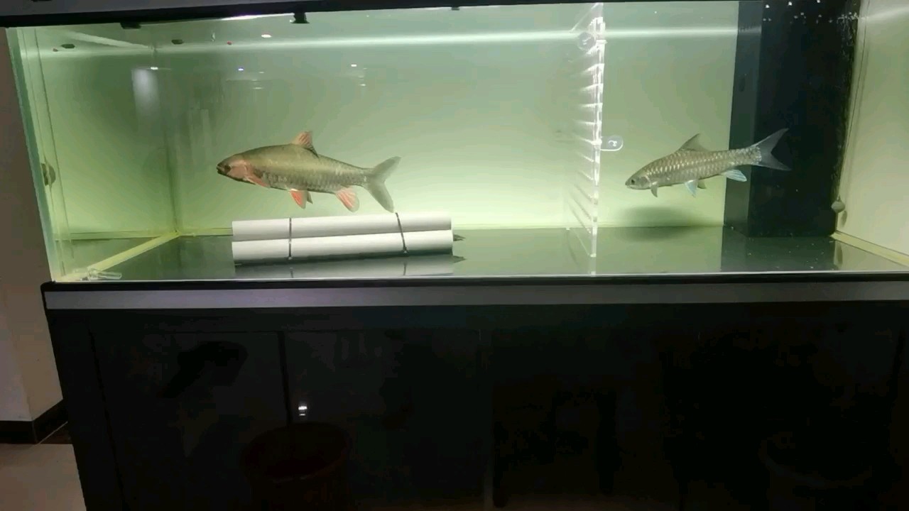 我拿龍缸養草魚