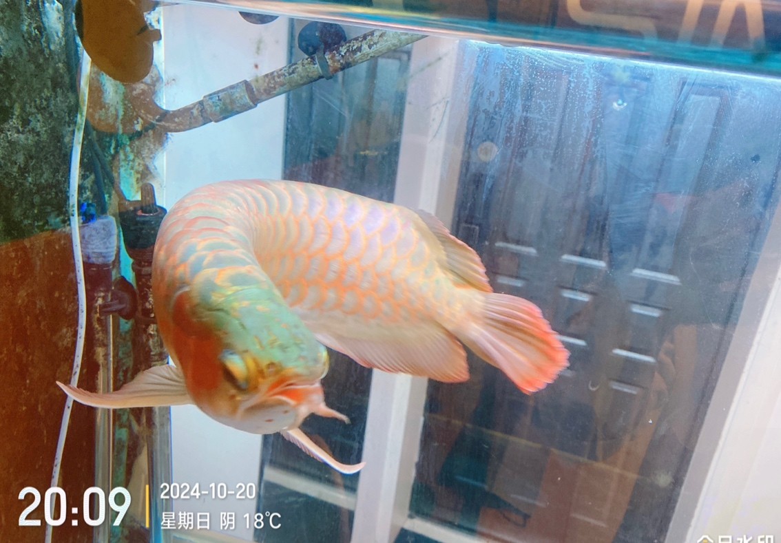 今日狀態來一組