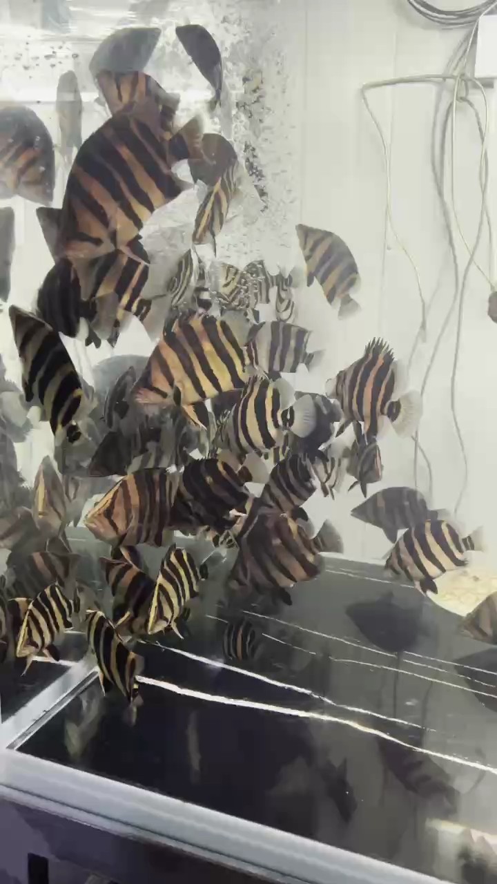 挑選虎魚的奧秘