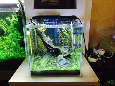 70x40x40魚缸:70x40x40x40x40x40x40x40x40x40x40魚缸養(yǎng)多少 魚缸百科 第1張 70x40x40魚缸:70x40x40x40x40x40x40x40x40x40x40魚缸養(yǎng)多少 70x40x40魚缸:70x40x40x40x40x40x40x40x40x40x40魚缸養(yǎng)多少 魚缸百科 第1張
