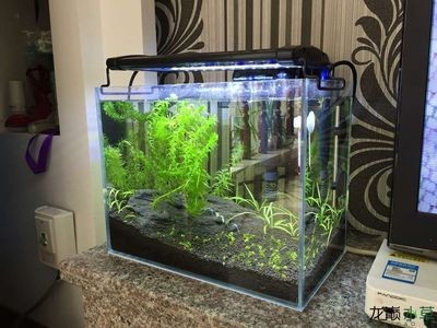 70x40x40魚缸:70x40x40x40x40x40x40x40x40x40x40魚缸養(yǎng)多少 魚缸百科 第3張 70x40x40魚缸:70x40x40x40x40x40x40x40x40x40x40魚缸養(yǎng)多少 70x40x40魚缸:70x40x40x40x40x40x40x40x40x40x40魚缸養(yǎng)多少 魚缸百科 第3張