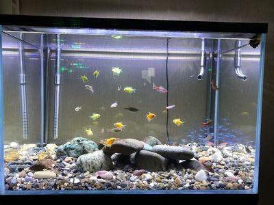 70x40x40魚缸:70x40x40x40x40x40x40x40x40x40x40魚缸養(yǎng)多少 魚缸百科 第4張 70x40x40魚缸:70x40x40x40x40x40x40x40x40x40x40魚缸養(yǎng)多少 70x40x40魚缸:70x40x40x40x40x40x40x40x40x40x40魚缸養(yǎng)多少 魚缸百科 第4張