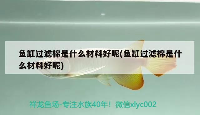 銀龍魚張嘴扭動身子是什么原因(銀龍魚時不時的張嘴)
