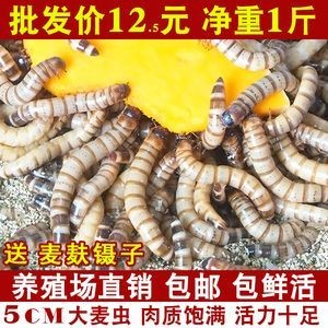龍魚吃大麥蟲好還是吃面包蟲好 龍魚百科 第2張 龍魚吃大麥蟲好還是吃面包蟲好 龍魚吃大麥蟲好還是吃面包蟲好 龍魚百科 第2張