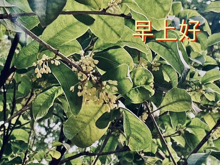 桂花香
