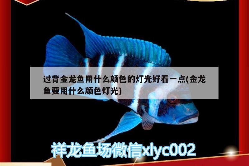 龍魚干蝦有營(yíng)養(yǎng)嗎 過背金龍魚用什么顏色的燈光好看一點(diǎn)(金龍魚要用什么顏色燈光) 金龍魚百科 過背金龍魚用什么顏色的燈光好看一點(diǎn)(金龍魚要用什么顏色燈光) 過背金龍魚用什么顏色的燈光好看一點(diǎn)(金龍魚要用什么顏色燈光) 金龍魚百科