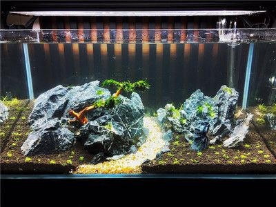 90魚缸多少升水：如何計算魚缸容積