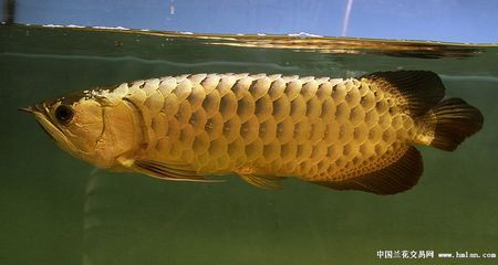 成年過背金龍魚多少公分：成年過背金龍魚的體長一般在60-120厘米之間