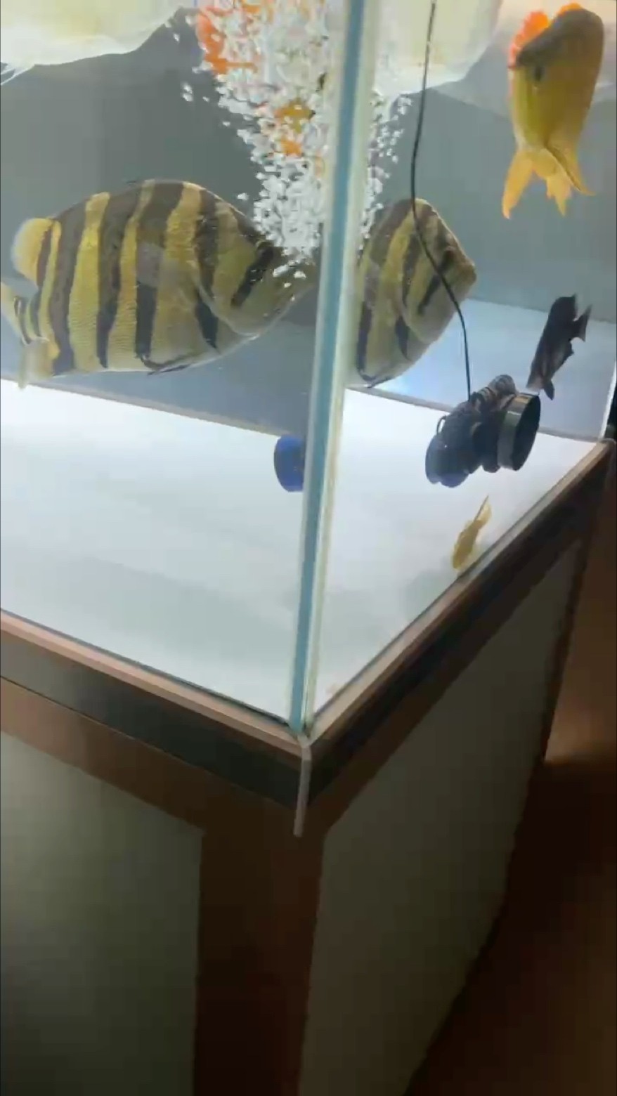 大混養