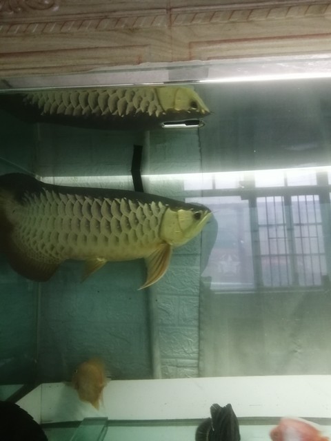 四年高背