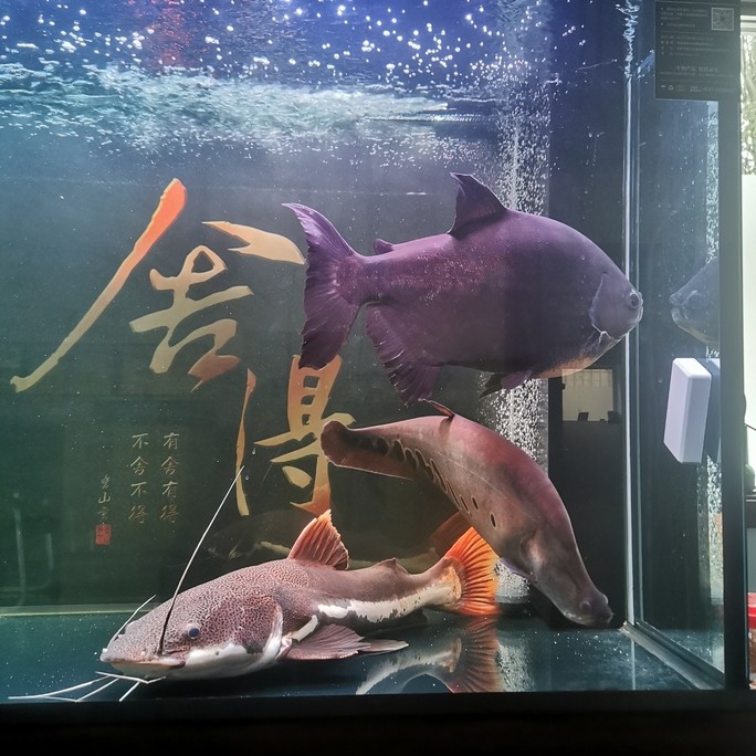 三巨頭