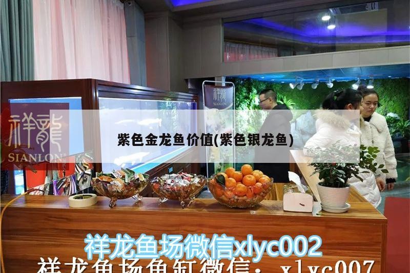 紫色金龍魚價值(紫色銀龍魚)