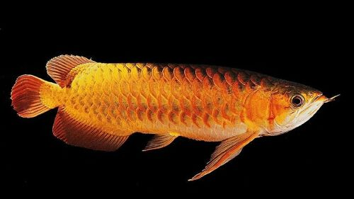 金龍魚健康檢查指南：金龍魚健康檢查指南提供了一套系統的方法以確保金龍魚健康和福利