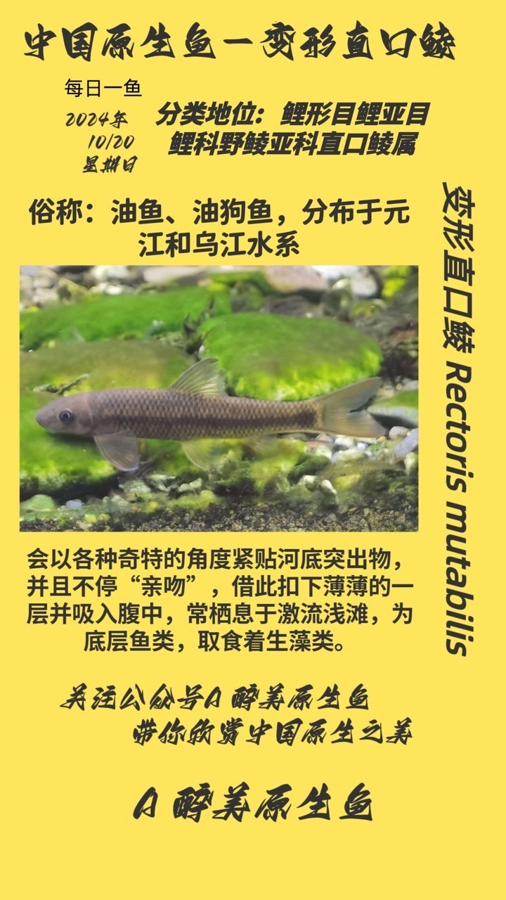 變形直口鯪
