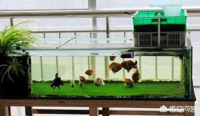 9升的魚缸養多少魚合適：一個9升的魚缸養魚的注意事項在養魚時需要注意什么