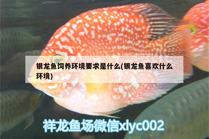 銀龍魚飼養環境要求是什么(銀龍魚喜歡什么環境)
