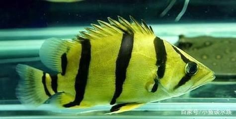 什么是泰北虎：泰北虎是一種珍貴且對飼養條件要求較高的觀賞魚