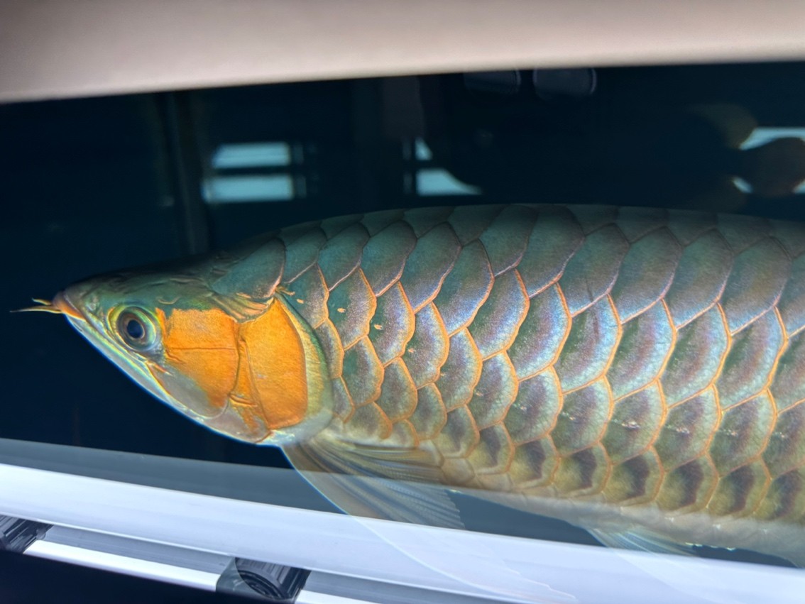 193天，側燈兩個星期了，效果明顯，整體亮度提高，一框出來前排發色，鰓蓋色更厚重了，A區繼續擴散，這個冬天幫它一把，沒有拔苗助長的意思。