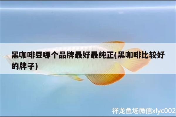 鸚鵡魚和銀龍魚混養怎樣喂食 黑咖啡豆哪個品牌最好最純正(黑咖啡比較好的牌子) 馬來西亞咖啡 黑咖啡豆哪個品牌最好最純正(黑咖啡比較好的牌子) 黑咖啡豆哪個品牌最好最純正(黑咖啡比較好的牌子) 馬來西亞咖啡