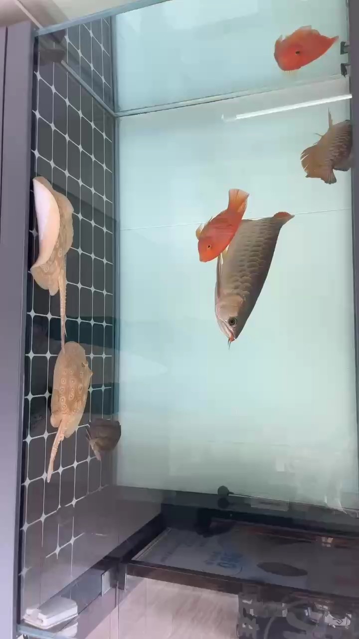 一缸吃貨