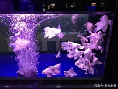 詳細(xì)閱讀:80魚缸養(yǎng)幾條20cm長的蝴蝶鯉:一個(gè)80厘米長的魚缸可能不適合養(yǎng)20cm長的蝴蝶鯉 80魚缸養(yǎng)幾條20cm長的蝴蝶鯉:一個(gè)80厘米長的魚缸可能不適合養(yǎng)20cm長的蝴蝶鯉